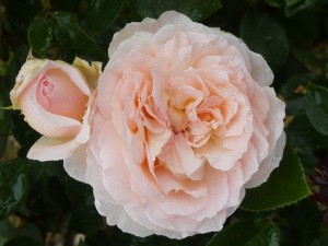 BLISS (floribunda)